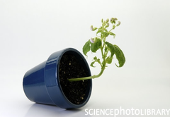 <p>plant growth in response to a stimulus</p>