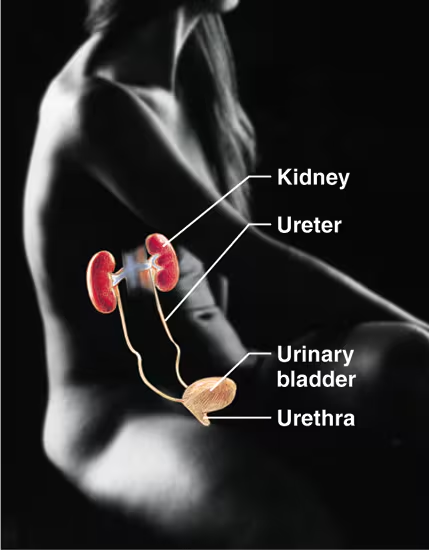 <ul><li><p>Eliminates nitrogenous wastes from the body</p></li><li><p>Regulates water, electrolyte, and acid-base balance of the blood</p><ul><li><p>Contains the kidney, ureter, urinary bladder, and the urethra</p></li></ul></li></ul><p></p>