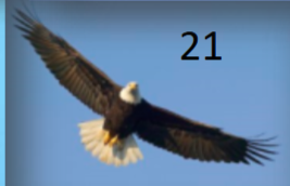 <p>large; white head (ad); white tail (ad); juveniles darker</p>
