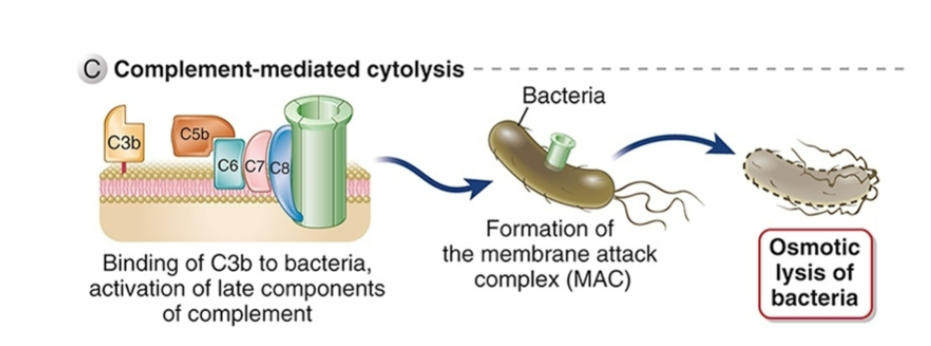 <ul><li><p><span style="background-color: transparent;"><strong>MAC related to perforin</strong></span></p></li><li><p><span style="background-color: transparent;"><strong>Creates pores in microbial cell membrane&nbsp;</strong></span></p></li><li><p><span style="background-color: transparent;"><strong>Pores allow movement of water into cell</strong></span></p></li></ul><p></p>