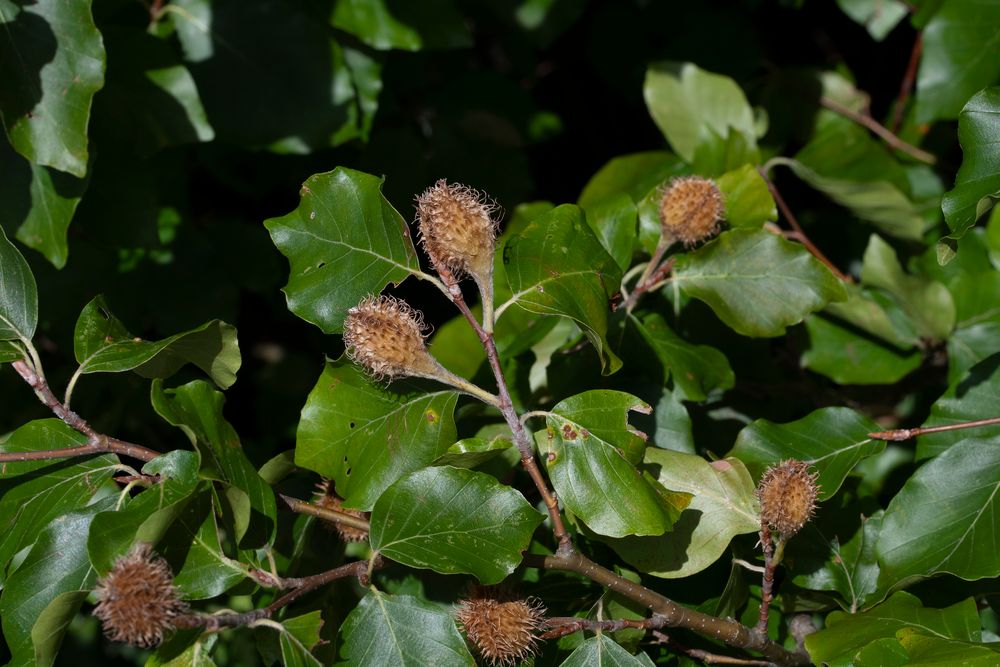 <p>Fagus sylvatica </p>