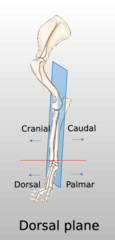 <p>splits forelimb into cranial/caudal (and dorsal/palmar once past carpus). again, imagine dog is laying down with legs extended behind itself for it to line up with our planes already learned</p>