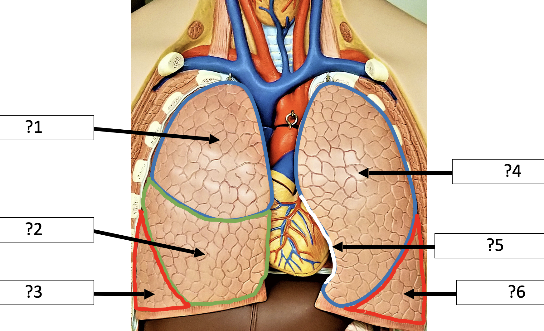 <p>3 Name the lobe?</p>