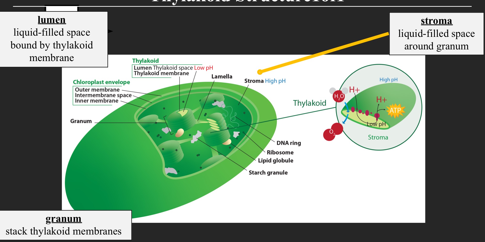 <p>Lumen, stroma and granum </p>