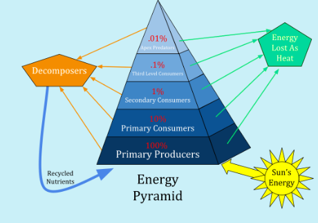 <p>Describe the Energy Pyramid</p>