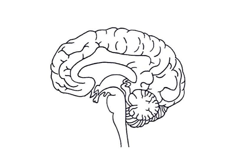 <p>Is this diagram an example of a tissue, organ or organ system?</p>