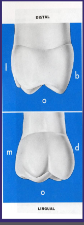 <p>Crown tends to taper distally</p><p>Distal marginal ridge is shorter, less prominent than mesial</p>