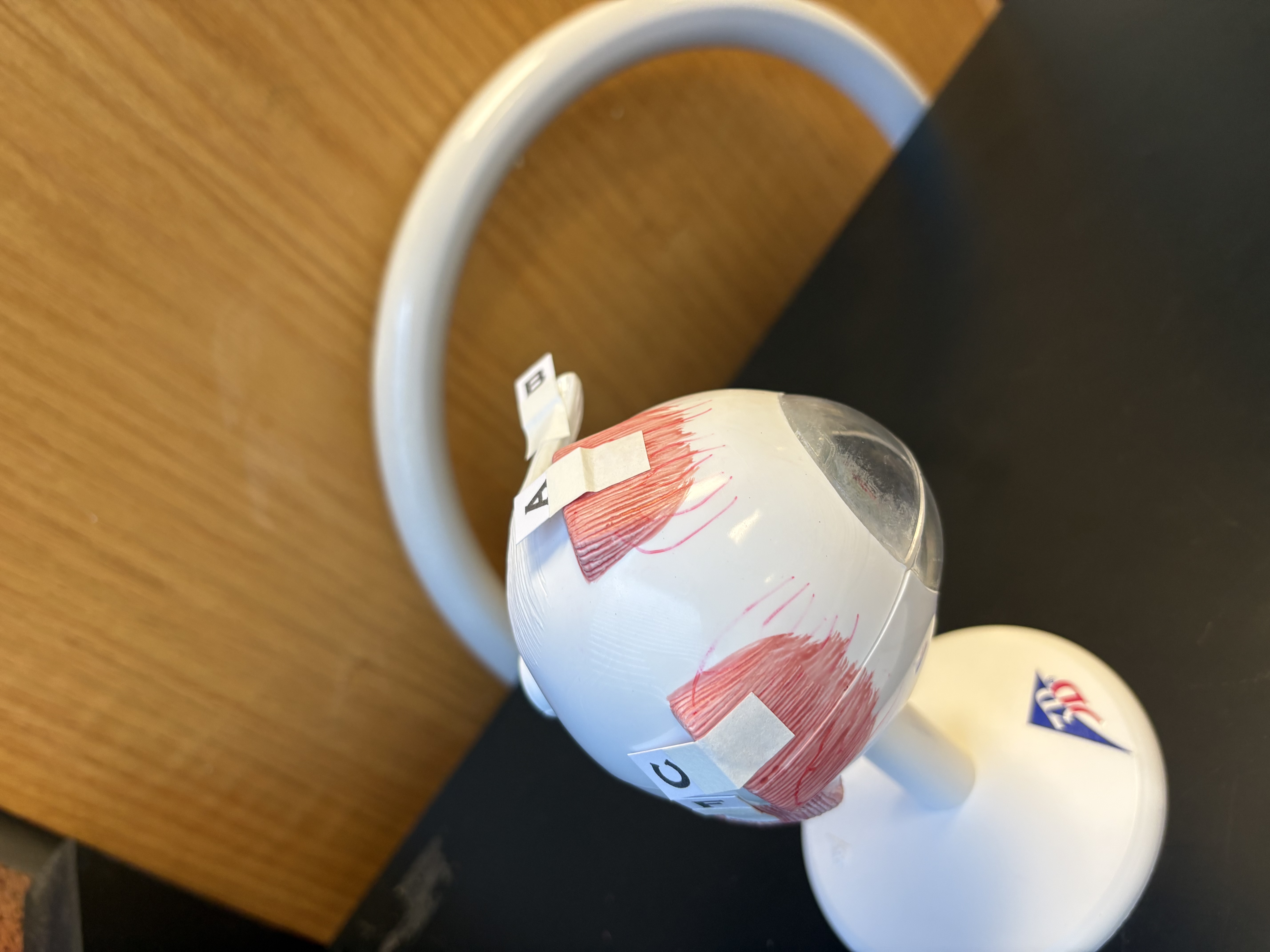 <p>C. identify this muscle</p>