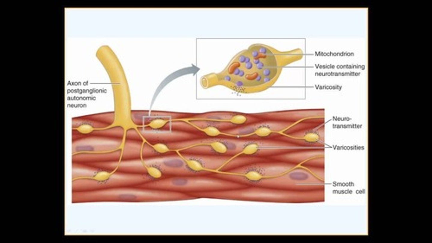 <p>Involuntary, regulated by the autonomic nervous system and hormones</p>