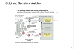 <p>Luminal proteins will be secreted and membrane proteins will reside at the cell surface.</p>