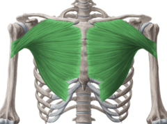 <p>origin ribs and clavicle edge, insertion humureus, action shoulder adduction medial</p>