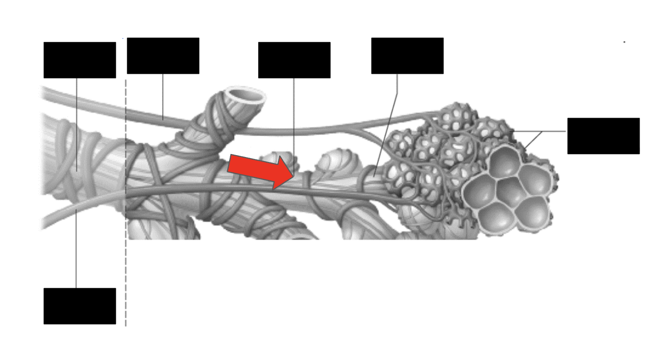 <p>Identify the highlighted structure</p>