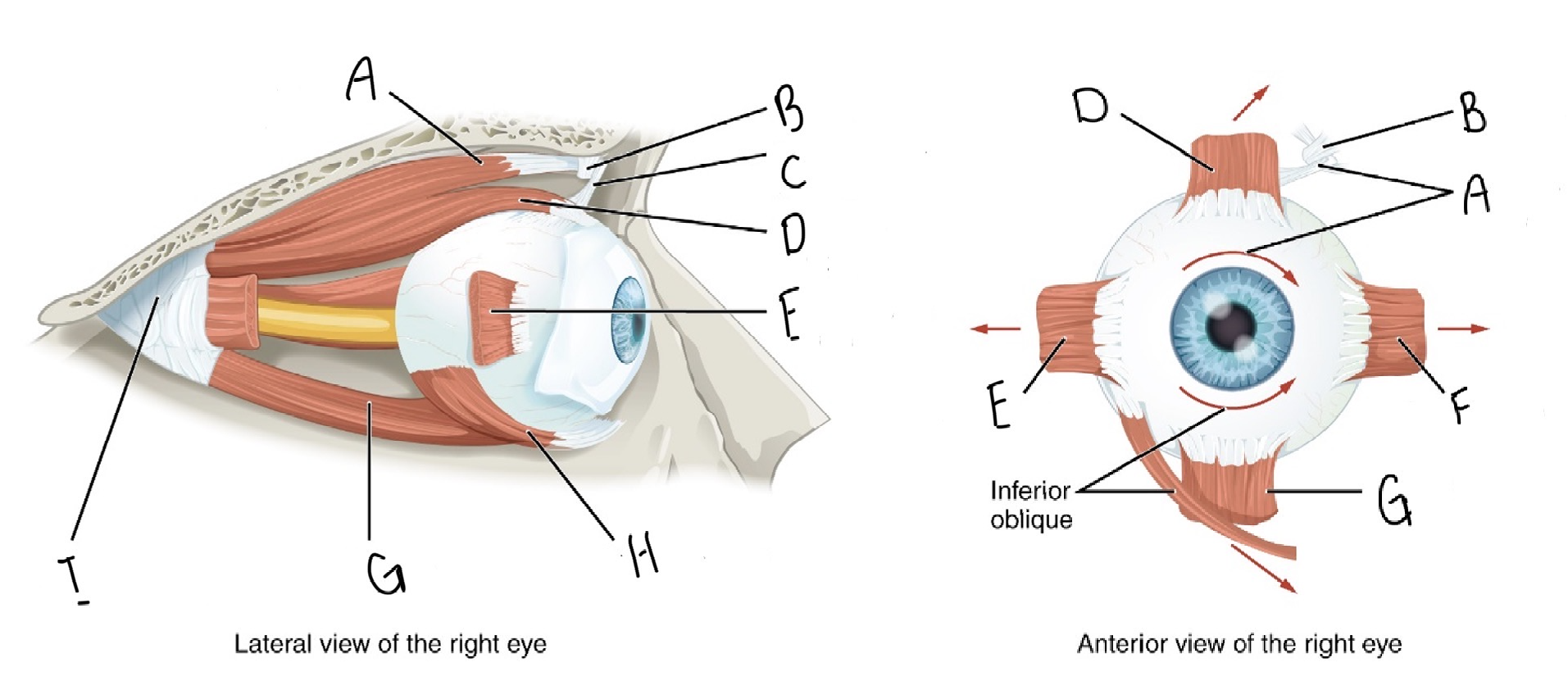 <p>Label the external muscles of the eye</p>
