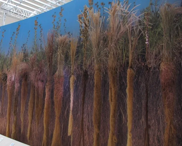 <ul><li><p>grass dominated landscapes</p></li><li><p>seasonal temp variation and periods of subfreezing</p></li><li><p>similar climate as deciduous forest, but less rainfall</p><ul><li><p>fire and grazing maintain grassland</p></li></ul></li><li><p>rich organic soil</p></li><li><p>many converted to agricultural land</p><ul><li><p>tall grass prairie 5% remaining</p></li><li><p>desertification, salinization</p></li></ul></li><li><p>adaptation</p><ul><li><p>high rot:shoot ratio</p></li><li><p>basal meristems</p></li></ul></li></ul><p></p>
