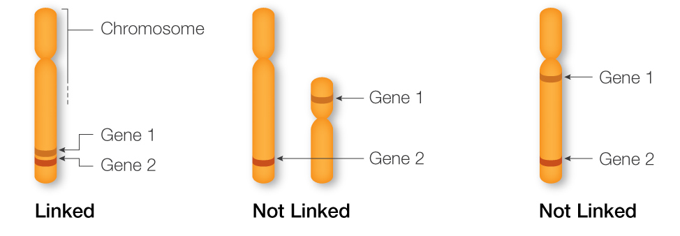 <p>describes the tendency for genes close together on the same chromosome to be inherited together; lower frequency means genes are closer and higher frequencies means farther apart (violates Law of Independent Assortment)</p>