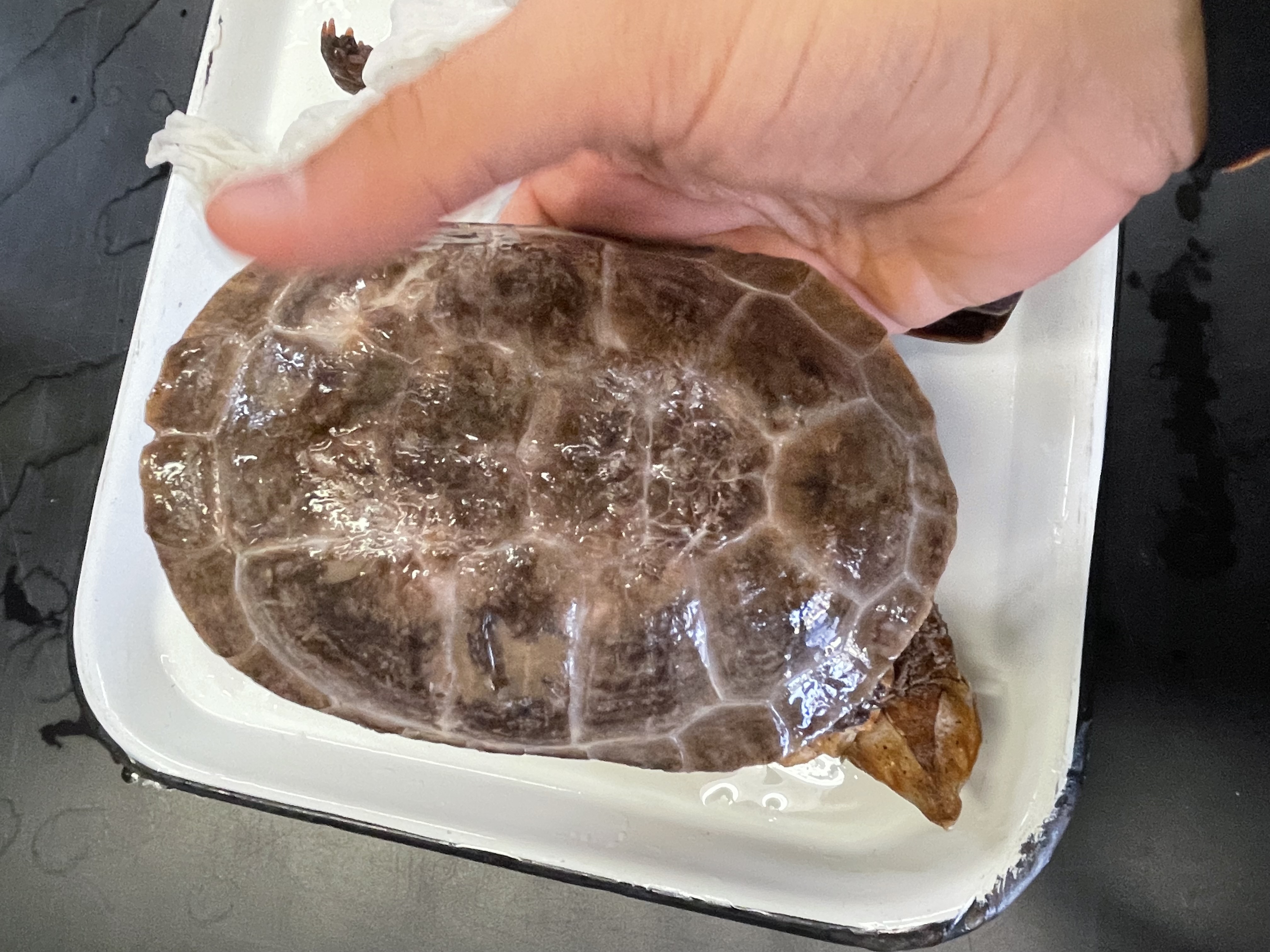 <p>Genus and species</p><p></p>