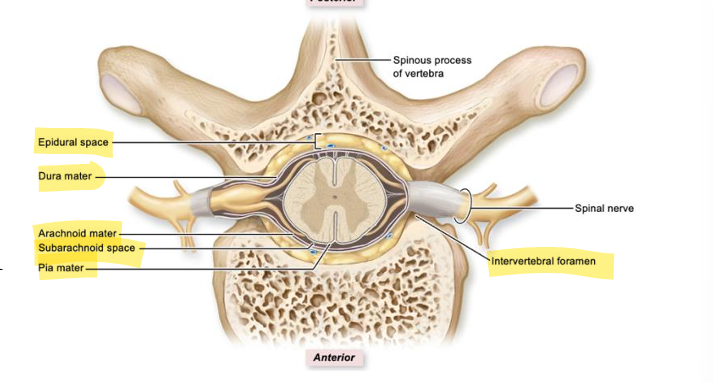 <p>thin layer of connective tissue, adheres (sticks) to the spinal cord</p>