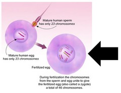 <p>fertilized egg</p>