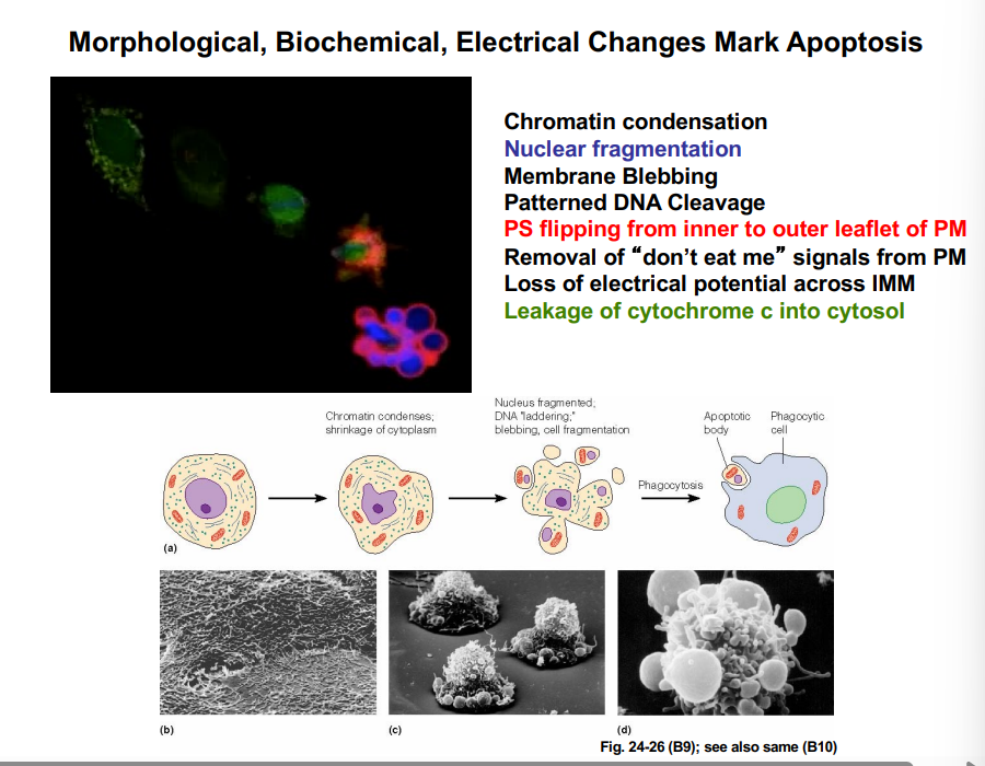 <p><span style="background-color: transparent;"><strong>Apoptosis: Cellular Events</strong></span></p>