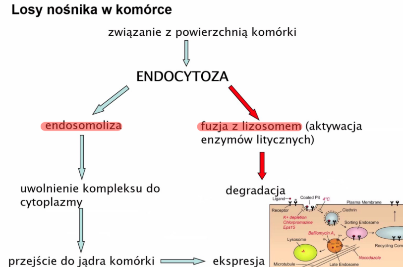 <ul><li><p>endosomolizy</p></li><li><p>fuzji z lizosomem = aktywacji enzymów litycznych </p></li></ul><p></p>
