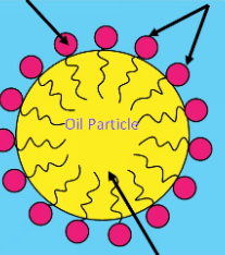 <p>A micelle has a hydrophobic core with no water inside — cells need water internally for chemical reactions, so a bilayer is required to allow water on both sides.</p><ul><li><p>Heads point <strong>outward</strong> toward water</p></li><li><p>Tails point <strong>inward</strong> toward each other → pure hydrophobic core, no water</p></li></ul><p></p>