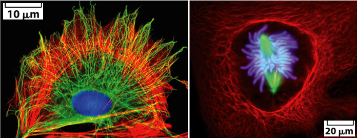 <p>What is the cytoskeleton?</p>