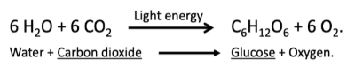 <p>Photosynthesis </p>