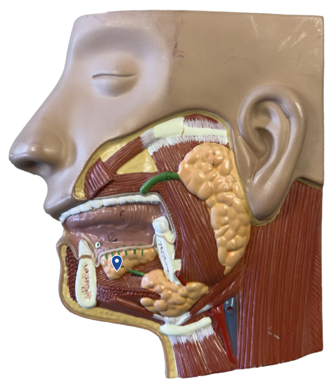 <p>Name this gland.</p>