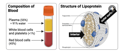<p>Lipids are transported in the bloodstream of an organism. To remain soluble in blood, lipids must be transported inside structures called lipoproteins. A lipoprotein has an outer surface exposed to blood and an interior that contains lipids, as shown in the figure.<br>Given that water is the most abundant molecule in blood, predict the chemical properties of a lipoprotein by filling in the blanks of the following statement.<br>The outer surface of a lipoprotein is ___________, and the interior is ___________.</p><p><br>a. hydrophilic; hydrophilic<br>b. hydrophobic; hydrophobic<br>c. hydrophilic; hydrophobic&nbsp;<br>d. hydrophobic; hydrophilic</p>