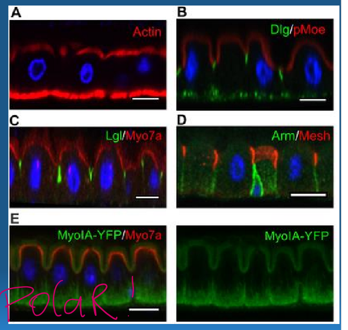 <ul><li><p><strong>Apical </strong>surfaces: faces the lumen of external space</p></li><li><p><strong>Lateral </strong>surface</p></li><li><p><strong>Basal </strong>surface: adheres to basement membrane (layers of extracellular matrix)</p></li></ul><p></p>