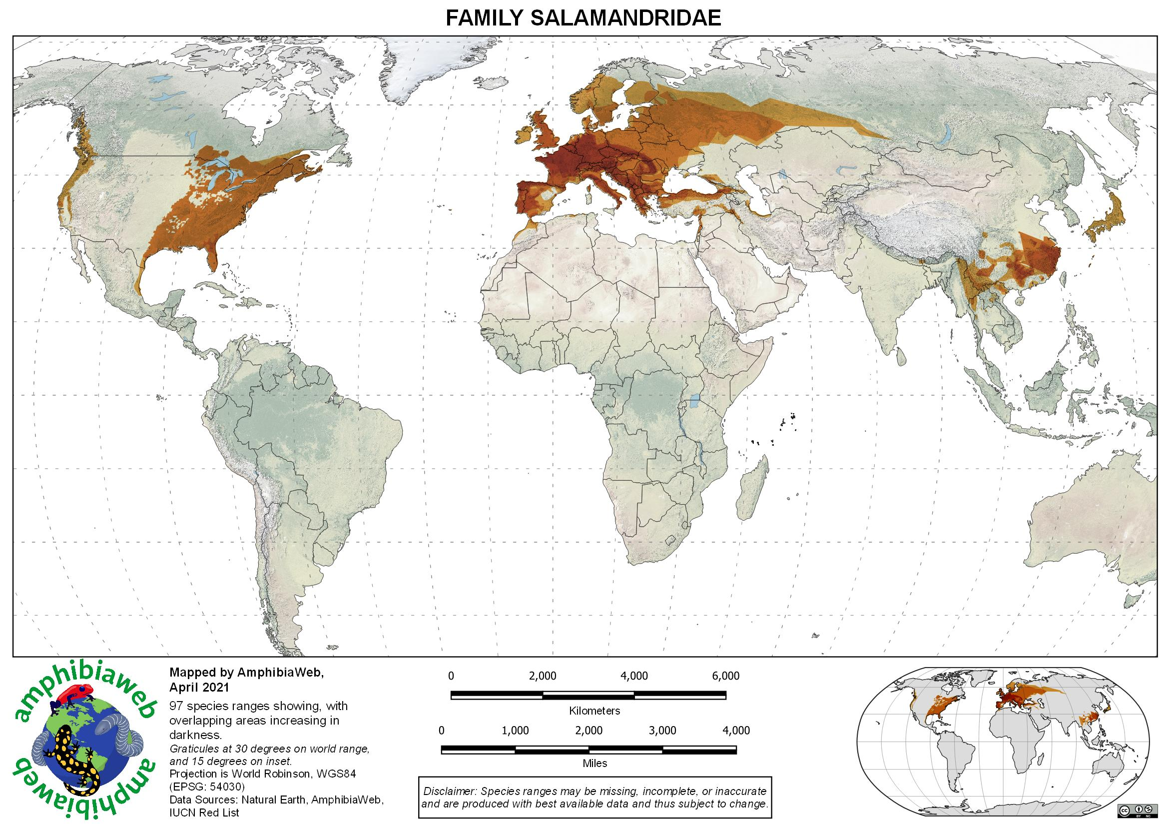 <p>-poisonous</p><p>-newts, true sallys</p><p>-Notophthalmus viridescens</p>