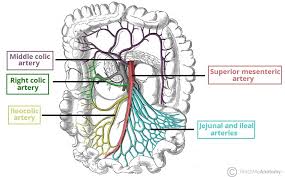 <ul><li><p>ileocolic artery</p><ul><li><p>branch of superior mesenteric artery</p><ul><li><p>supplies blood to…</p><ul><li><p>cecum</p></li></ul></li></ul></li></ul></li></ul><p></p>