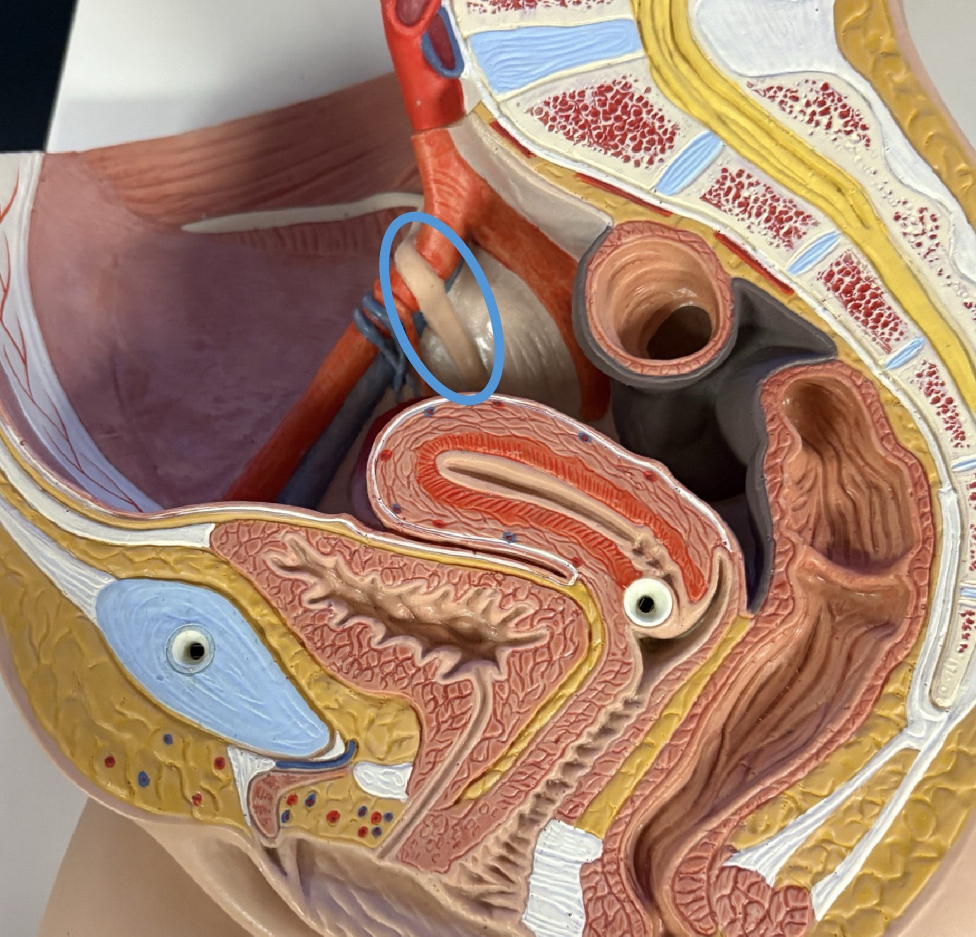 <p>connects ovaries to lateral pelvic wall </p>