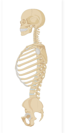 <ul><li><p>Skeleton: A structural framework providing support and integrity to the bodies of some animals</p></li><li><p>Can be made of different materials based on the type of skeleton</p></li></ul><p></p>