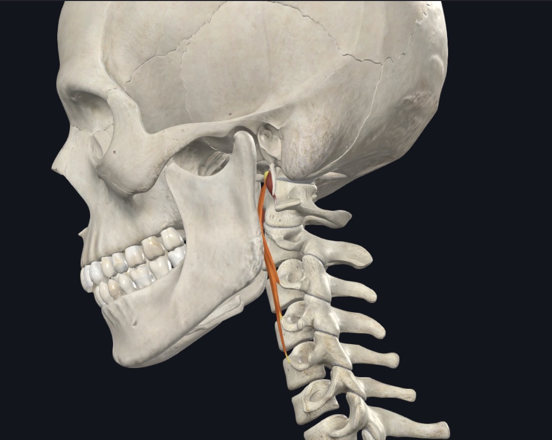 <p>Flex head</p>