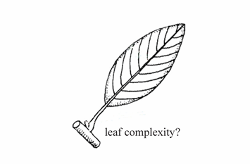 <p>A leaf with a single, undivided blade.</p>