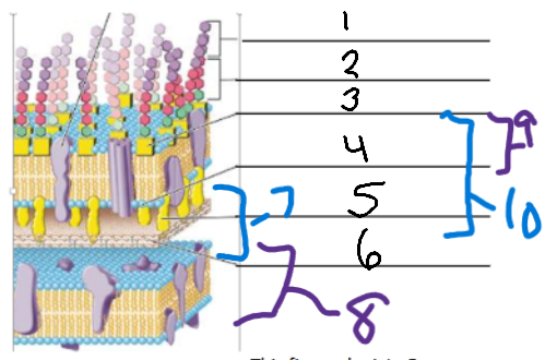 <p>5</p>
