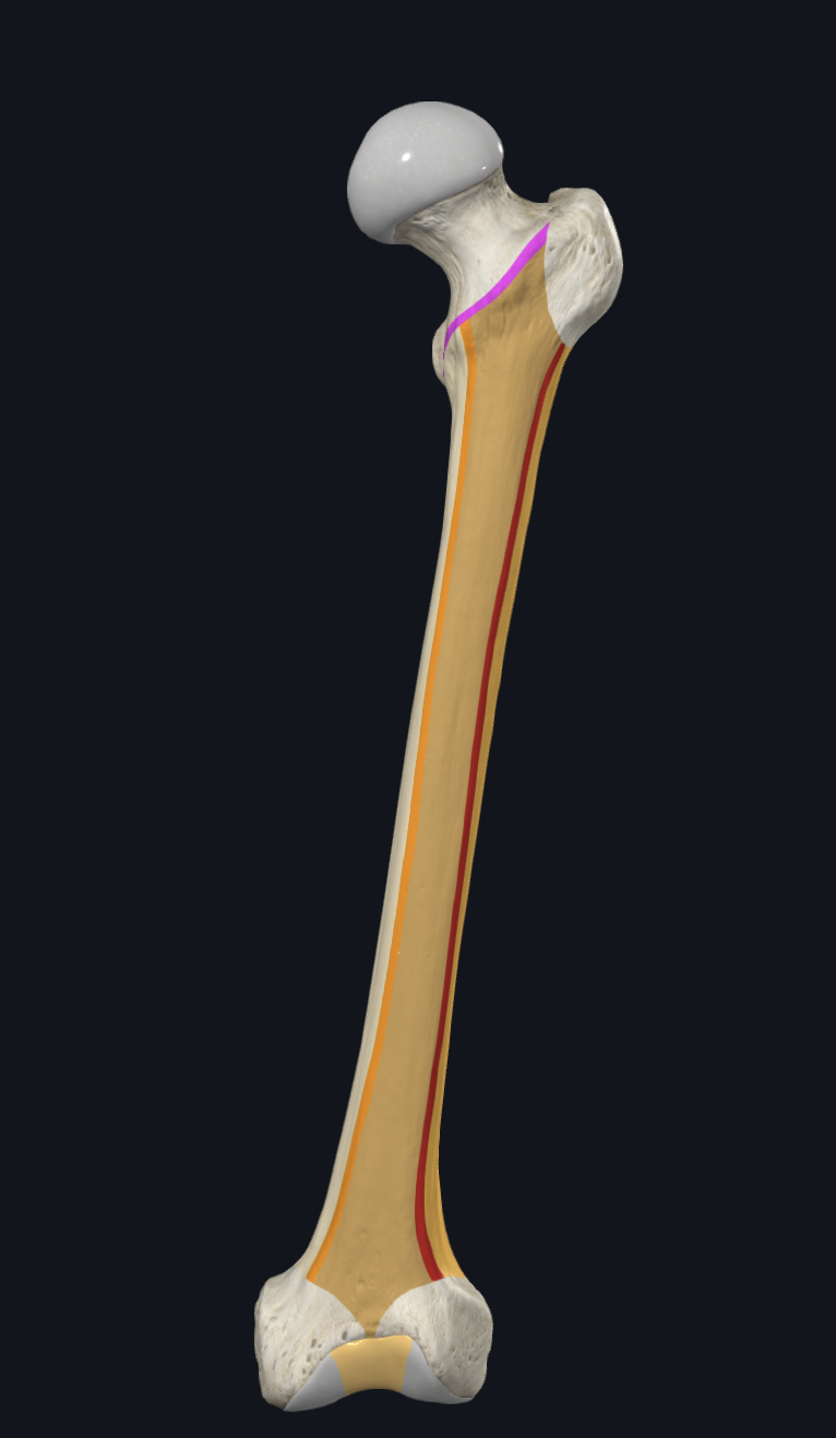 <p>What is highlighted pink on this femur?</p>