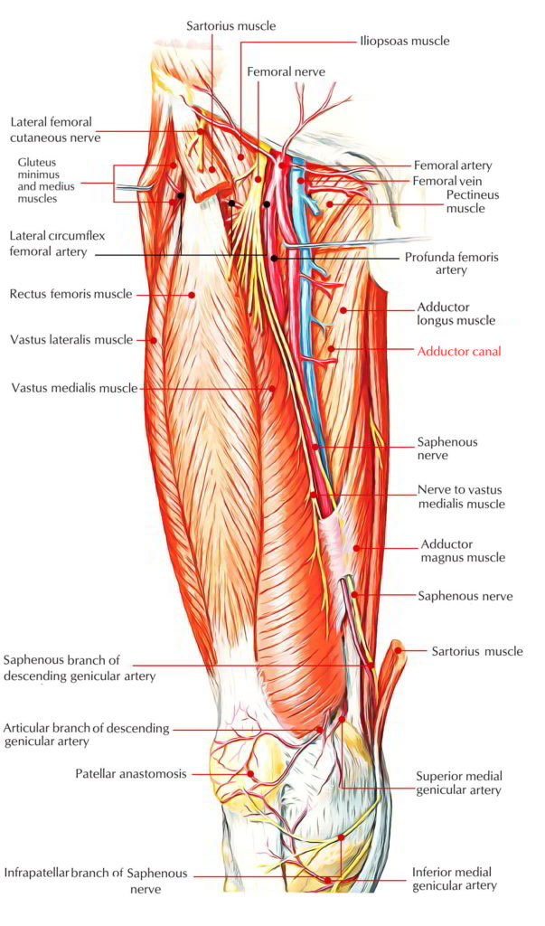 <p>From the apex of the femoral triangle to the adductor hiatus</p>