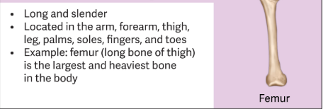 <p>These bones have a structure that supports body weight and enables movement. </p><ul><li><p>Are long and thin </p></li></ul><p><span style="color: red;">Ex.</span> Humerus, Ulna, Radius, Tibia, Fibula, Metacarpals, and Metatarsals </p><p></p>