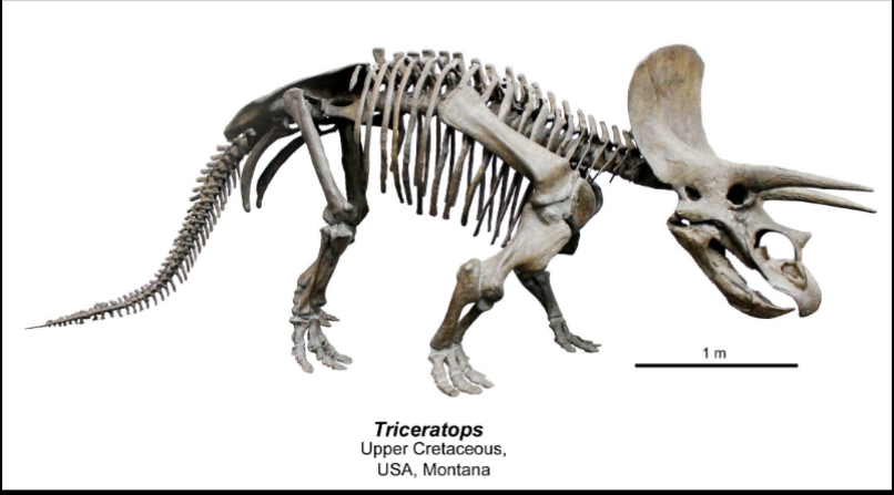 <ul><li><p>Upper cretaceous </p></li><li><p>USA Montana</p></li></ul><p></p>
