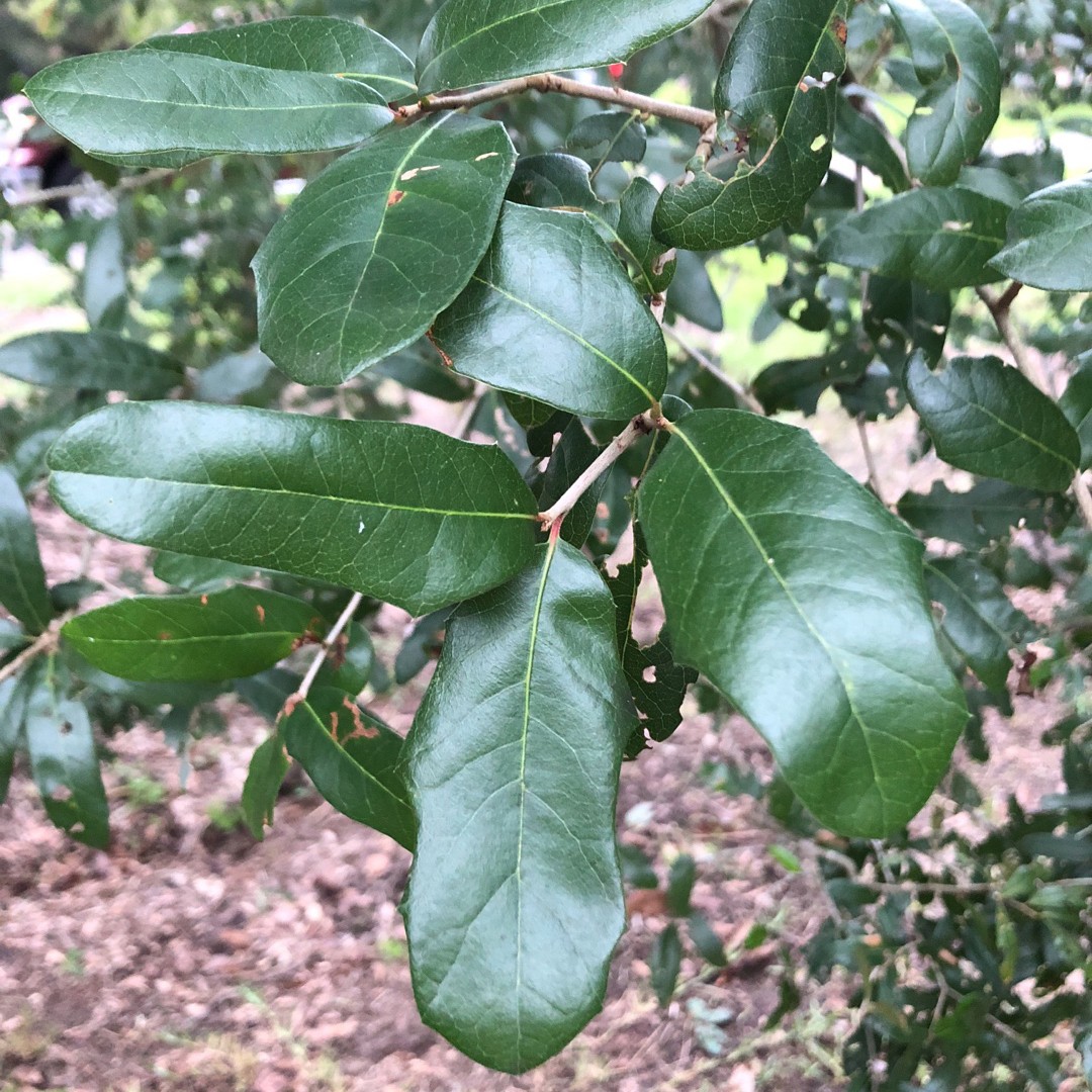<p>Texas live Oak</p>