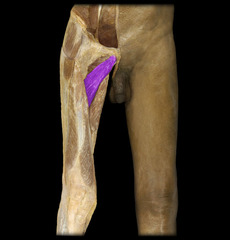 <p>ADDucts thigh at hip joint,</p><p>medially rotates thigh at hip</p>