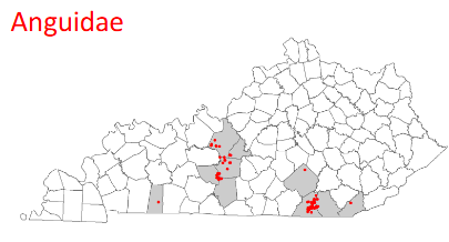 <p>Ophisaurus attenuatus</p>