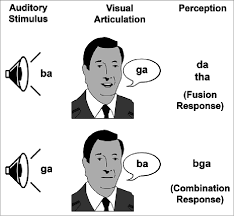 <p>McGurk effect</p>