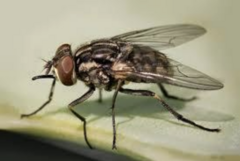 <p>What vector is this?</p>