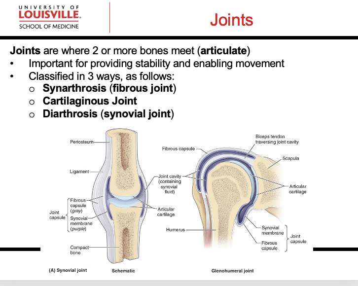 <p>Fibrous—> IMMOVEABLE (bones of skull)</p><p>Cartilagenous —> Intervertebral Disks</p><p>Synovial—> MOVEABLE with Capsule that has fluid and articular cartilage, nerves, membrane, ligaments, and nerves/BVs(Knee + Shoulder) </p>