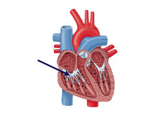 <p>Identify the structure</p>