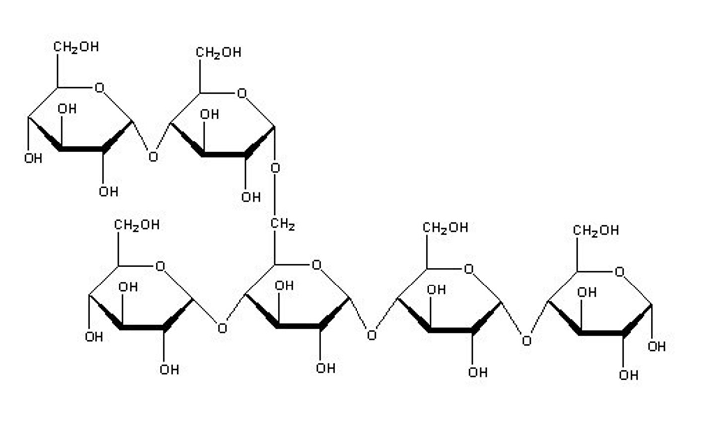 <p>Starch</p>