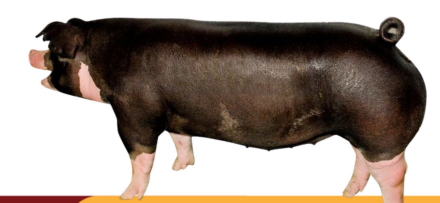 <ul><li><p>USA, Ohio</p></li><li><p>Large body size and fast growth, efficient feed conversion, adaptable to different management systems,</p></li><li><p>Poor mothering ability, low milk production, lower fertility</p></li></ul><p></p>